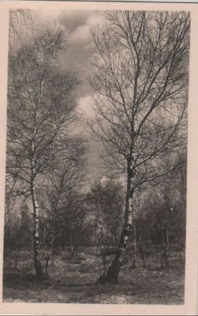 Birken im Wald Birken im Wald