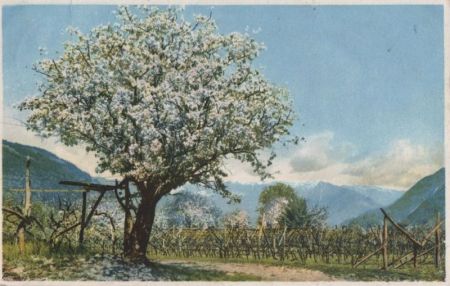 Blühender Baum vor Gebirge Blühender Baum vor Gebirge