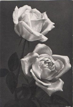 Rosen schwarzweiß Rosen schwarzweiß