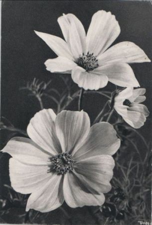 Blumen schwarzweiß Blumen schwarzweiß