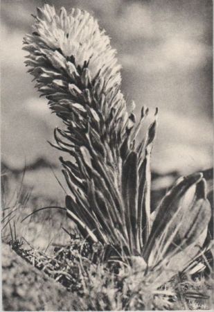 Straußglockenblume 1970 Straußglockenblume 1970
