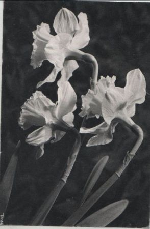 Blumen schwarzweiß Blumen schwarzweiß
