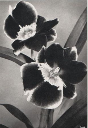 Blumen schwarzweiß Blumen schwarzweiß