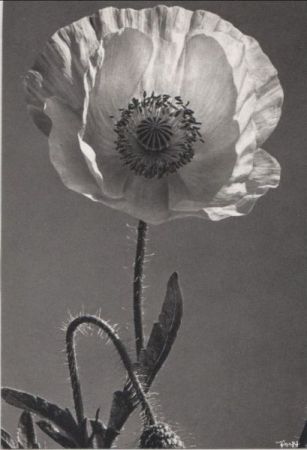große Blüte schwarzweiß große Blüte schwarzweiß