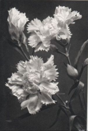 gezackte Blüten schwarzweiß gezackte Blüten schwarzweiß