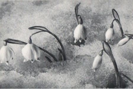 Blumen im Schnee Blumen im Schnee