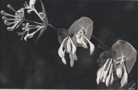 drei Blüten schwarzweiß drei Blüten schwarzweiß