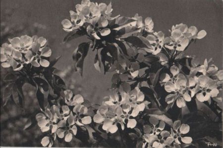 Birnenblüten schwarzweiß Birnenblüten schwarzweiß
