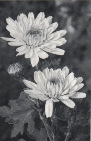 helle Blumen in schwarzweiß helle Blumen in schwarzweiß