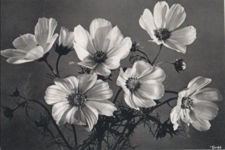 Blumen schwarzweiß Blumen schwarzweiß