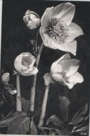 Blumen schwarzweiß Blumen schwarzweiß