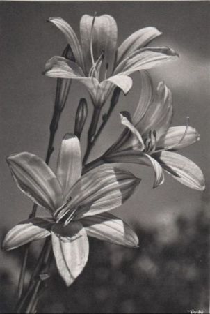 Blumen schwarzweiß Blumen schwarzweiß