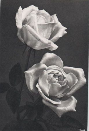 zwei Rosenblüten übereinander zwei Rosenblüten übereinander