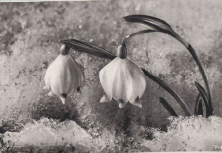 Großes Schneeglöckchen im Schnee Großes Schneeglöckchen im Schnee
