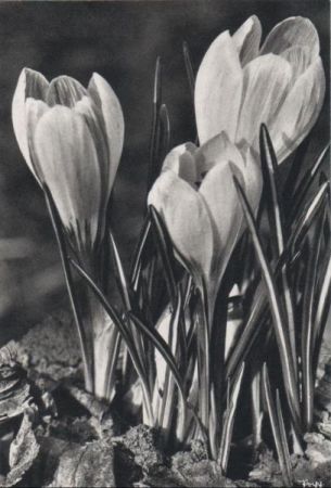 Krokus kleine Gruppe Krokus kleine Gruppe