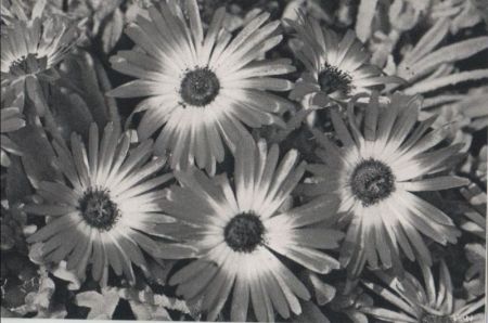 Mittagsblume Vierergruppe Mittagsblume Vierergruppe