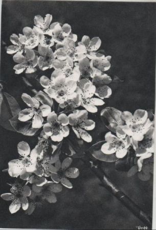 Zweig mit Birnblüten Zweig mit Birnblüten
