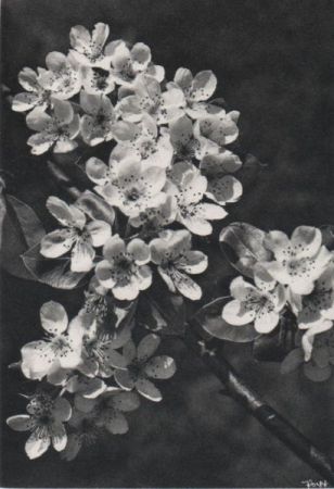 Birnblüten am Zweig Birnblüten am Zweig