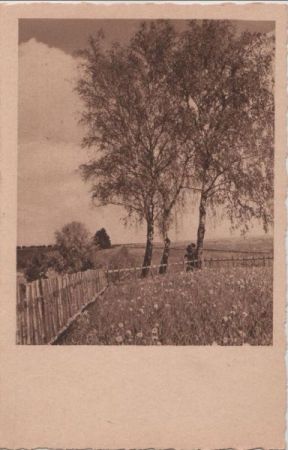 Blumenwiese und Birken Blumenwiese und Birken