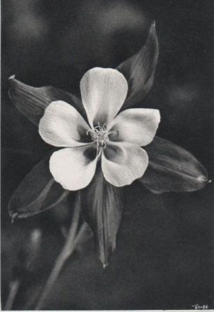Akelei Blüte Akelei Blüte