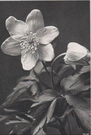 weiße Blüte schwarzweiß weiße Blüte schwarzweiß