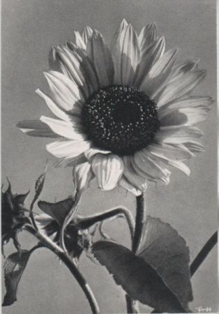 Sonnenblume blühend Sonnenblume blühend