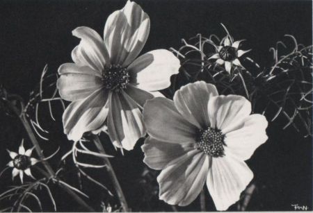 Cosmea blühend Cosmea blühend