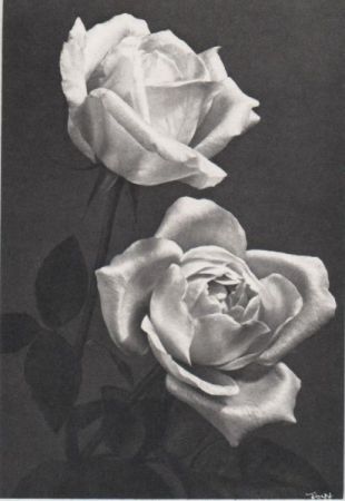 schwarzweiß zwei Rosen schwarzweiß zwei Rosen