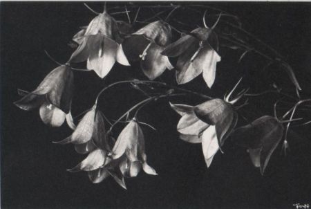 Blüten - glockig Blüten - glockig