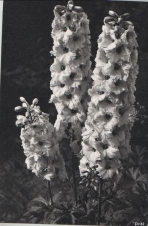 Blüten drei Stück Blüten drei Stück