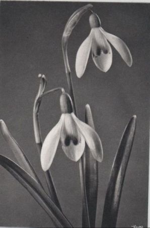 Hängeblüten schwarzweiß Hängeblüten schwarzweiß