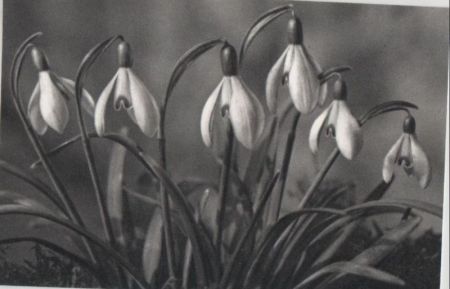 Hängende Blüten 6 Stück Hängende Blüten 6 Stück