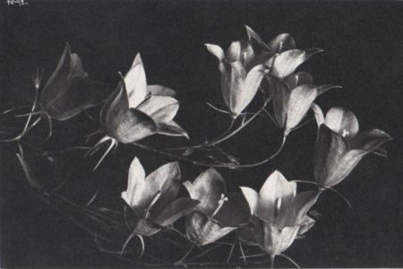 Blüten - glockig Blüten - glockig