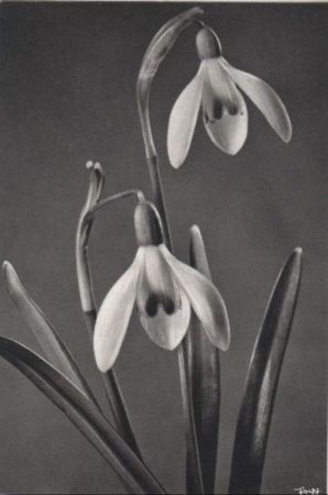 zwei Hängeblüten schwarzweiß zwei Hängeblüten schwarzweiß