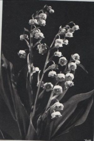Pflanze mit vielen Blüten Pflanze mit vielen Blüten