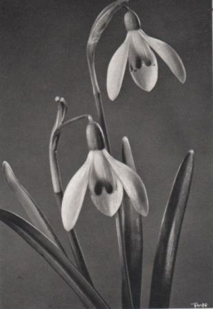 zwei Blüten hängend zwei Blüten hängend