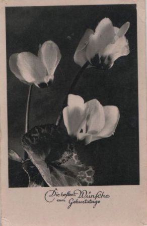 Geburtstagswünsche Blumen Geburtstagswünsche Blumen