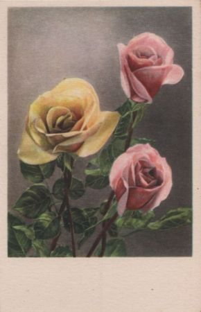 Rosen rosa und gelb Rosen rosa und gelb