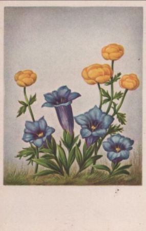 Blumen auf Wiese Blumen auf Wiese