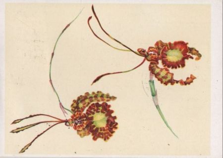Oncidium kramerianum Ecuador Oncidium kramerianum Ecuador