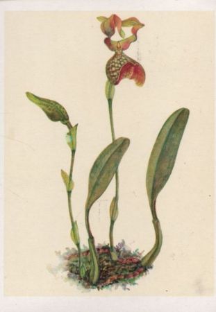 Bulbophyllum grandiflorum Wildart aus Neu-Guinea Bulbophyllum grandiflorum Wildart aus Neu-Guinea