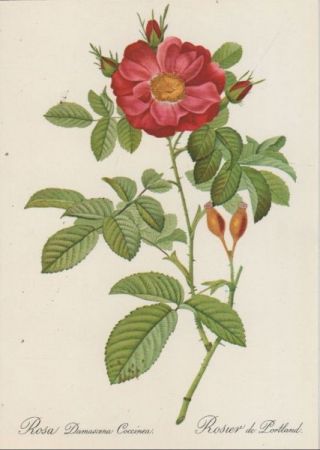 Rosa Damascena Coccinea blühend Rosa Damascena Coccinea blühend