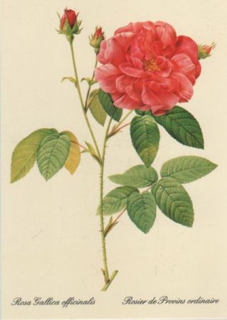 Rosa Gallica officinalis blühend Rosa Gallica officinalis blühend