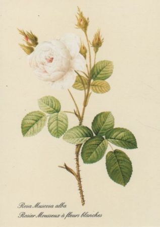 Rosa Muscosa alba blühend Rosa Muscosa alba blühend