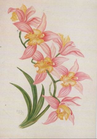 Orchidee blühend Orchidee blühend
