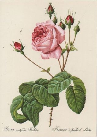 Rosa centifolia Bullata blühend Rosa centifolia Bullata blühend