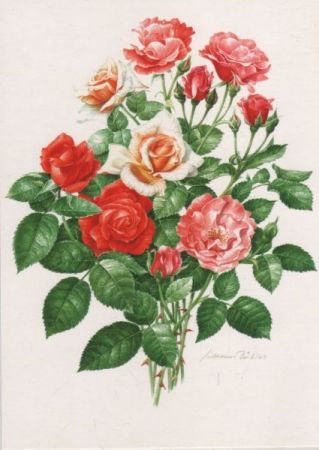 Edelrosen gebündelt Edelrosen gebündelt