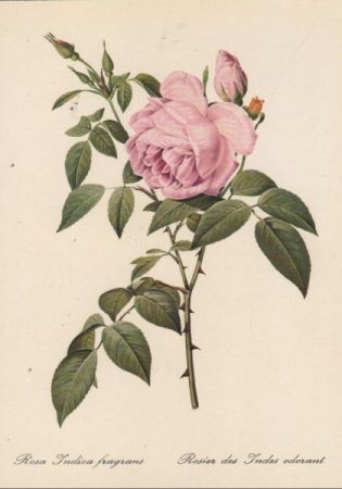 Rosa Indica fragrans blühend Rosa Indica fragrans blühend