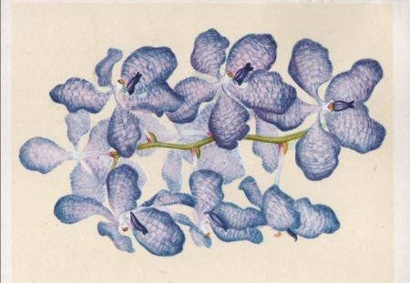 Vanda coerulea Burma Vanda coerulea Burma
