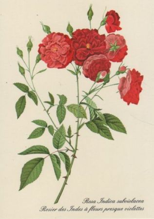 Rosa Indica subviolacea blühend Rosa Indica subviolacea blühend